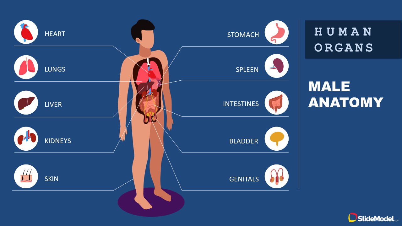 Male anatomy infographic example