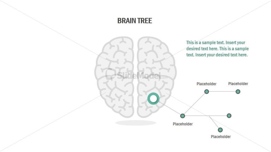 4 Steps Brain Shape Process Design