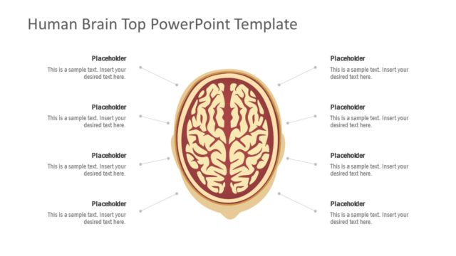 Human Brain Diagram Template