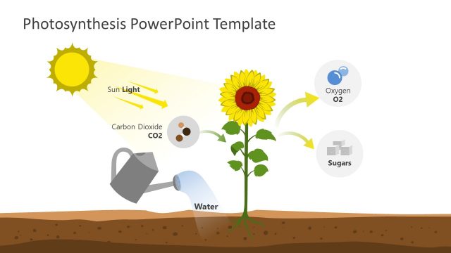 Animated PowerPoint Photosynthesis Diagram Template