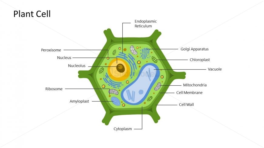 Presentation of Science Lessons Photosynthesis Plant Cell