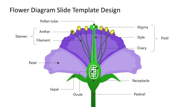 Flower Diagram Slide Template Design for PowerPoint