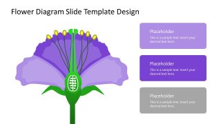 Flower Anatomy PowerPoint Diagram Slide