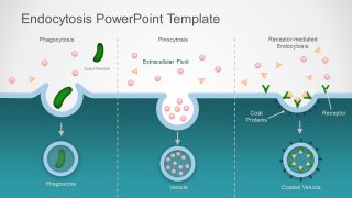 Presentation of Endocytosis Cellular Processes