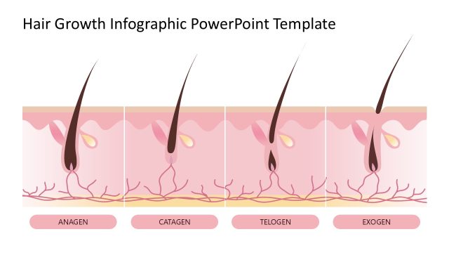 Four Stages Hair Growth Infographic Diagram Cover Slide