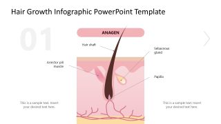 Customizable Hair Growth Infographic PPT Template