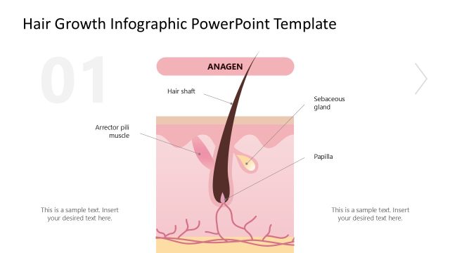 Anagen Discussion Slide – Hair Growth Infographic PPT Template