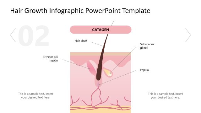 Catagen Slide – Hair Growth Infographic Template