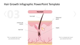 Hair Growth Infographic Template for Presentation 