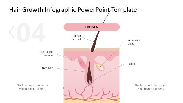 Hair Growth Infographic Presentation Template
