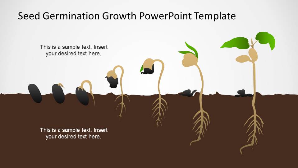 Germination Process Seed to Plant Timeline