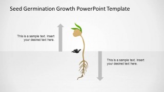 PowerPoint Grown Plant After Germination