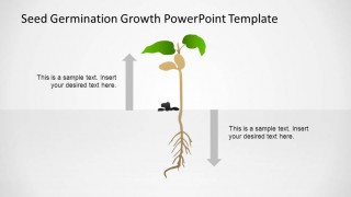 Small Plant PowerPoint Shape after Germination Process Timeline