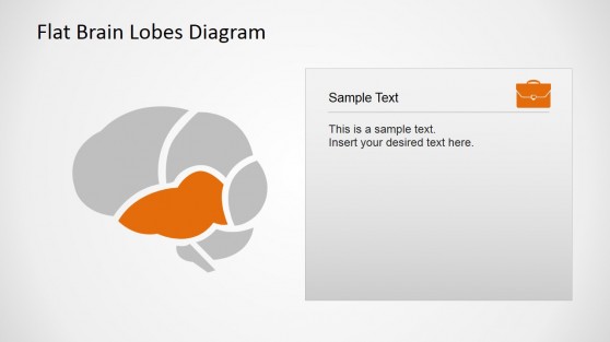 Temporal Lobe Brain Diagram for PowerPoint