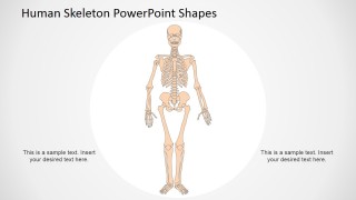 Human Anatomy Presentation Template