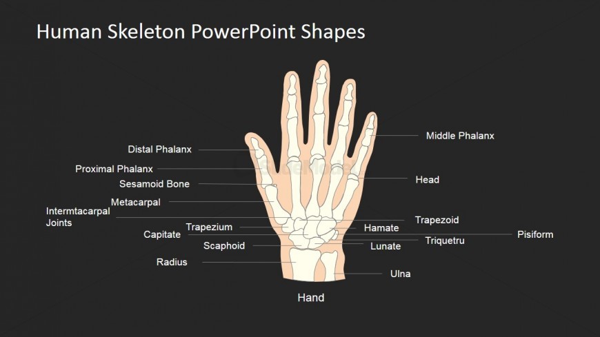 PowerPoint Designs for Anatomy Models 