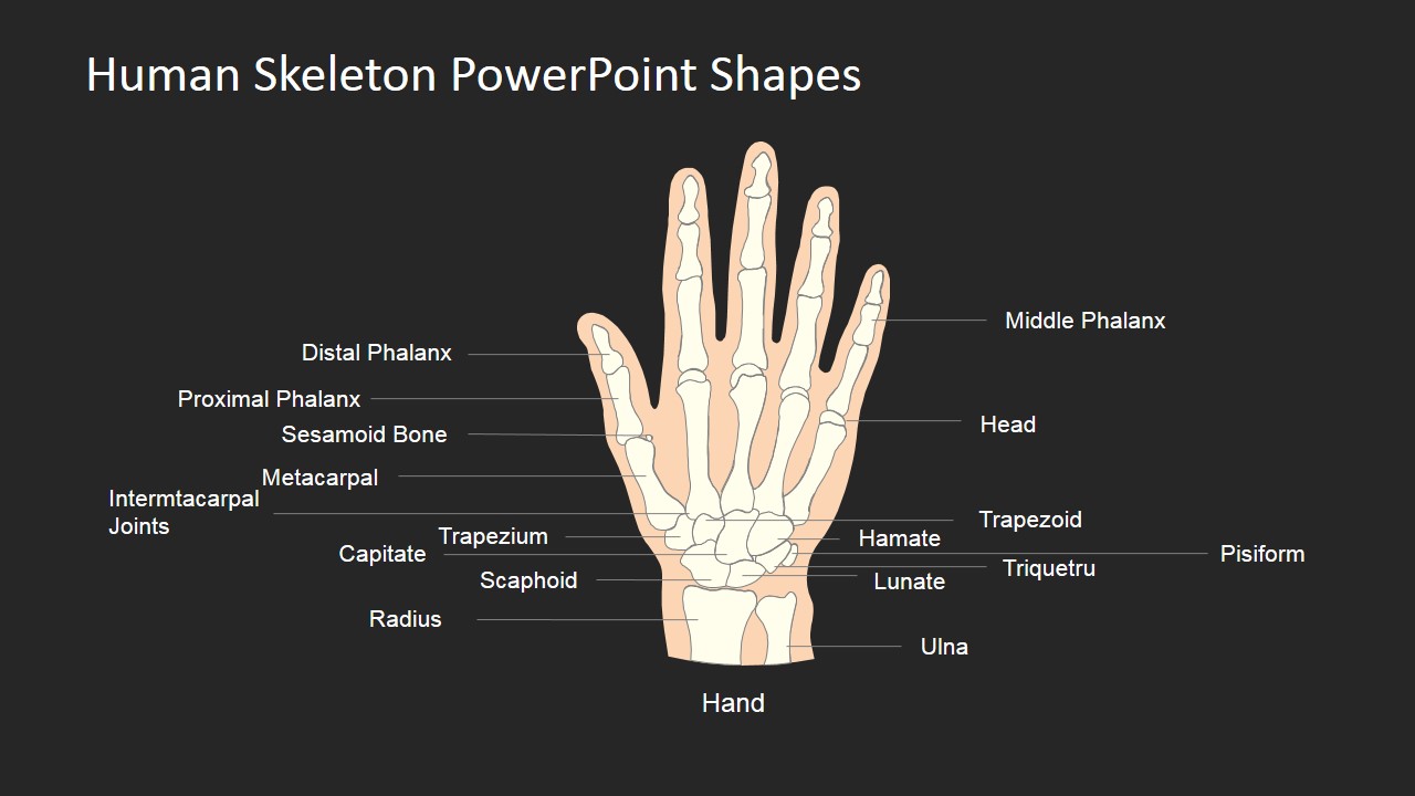 PowerPoint Designs for Anatomy Models 