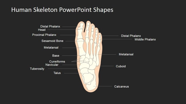 PowerPoint Template for Skeleton Anatomy