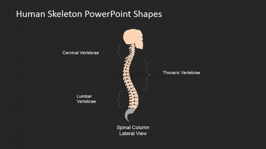 Online PowerPoint Templates for Medical Presentations