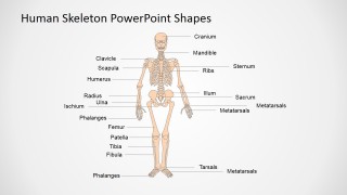 Anatomy and Physiology Presentation in PowerPoint