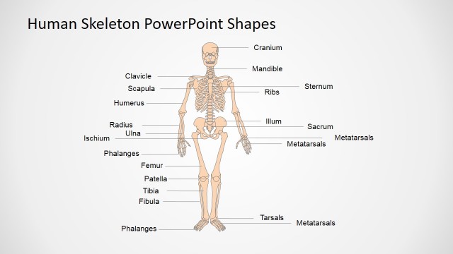 Presentation of the Human Body in PowerPoint