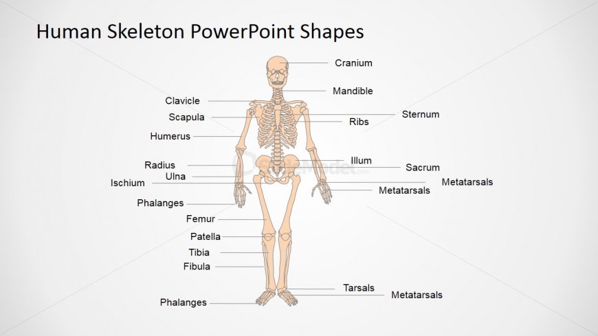 Anatomy and Physiology Presentation in PowerPoint