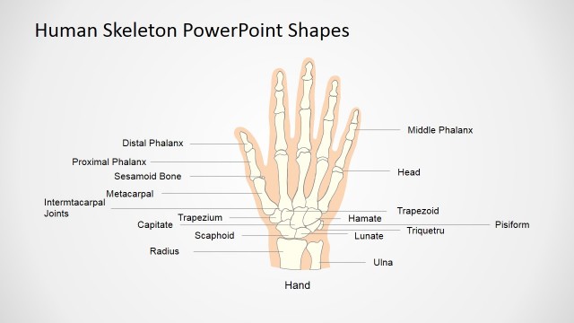 Human Skeleton Presentation Template (Hand)