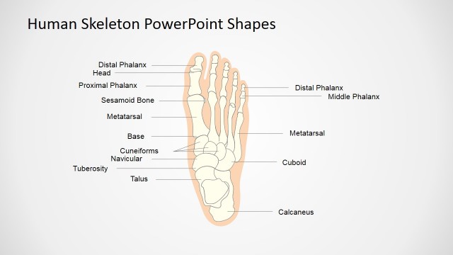 Presentation of Skeletal System for Kids (Foot)