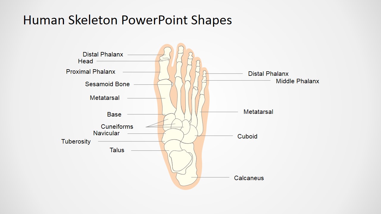 Skeleton Pictures Using PowerPoint