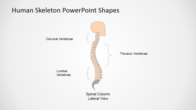 Medical Presentation Using PowerPoint (Spinal Column Lateral View)