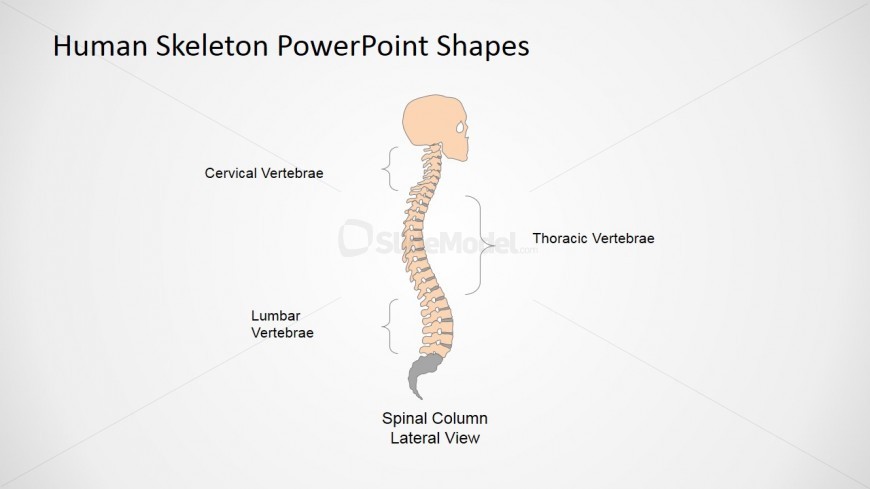 PowerPoint Templates for Medical Presentation