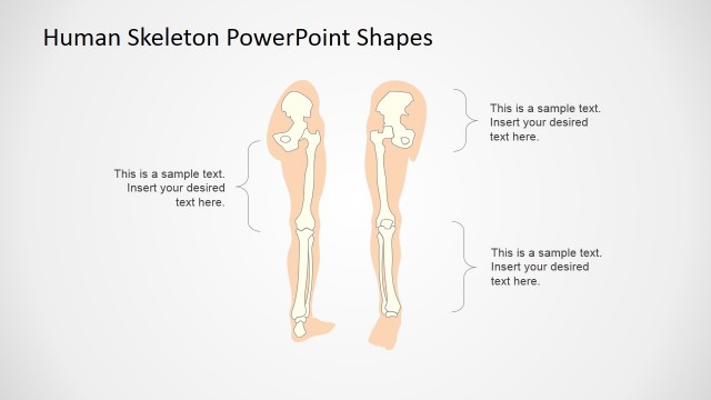 PowerPoint Design for the Human Bones Lecture (Lower Extremities)
