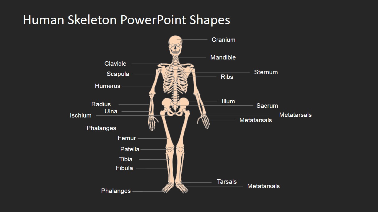 Template Designs for Human Skeleton