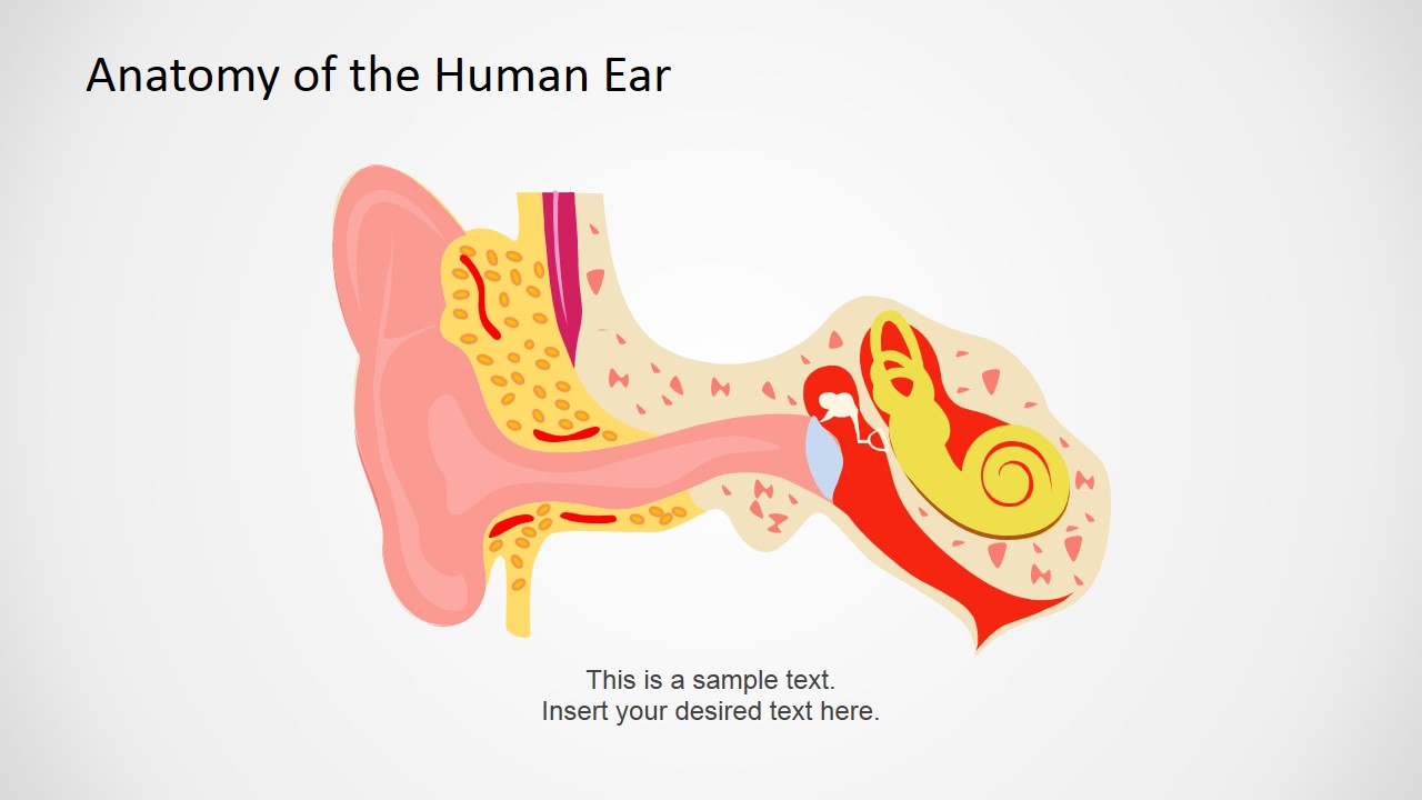 Presentation about the Human Ear 
