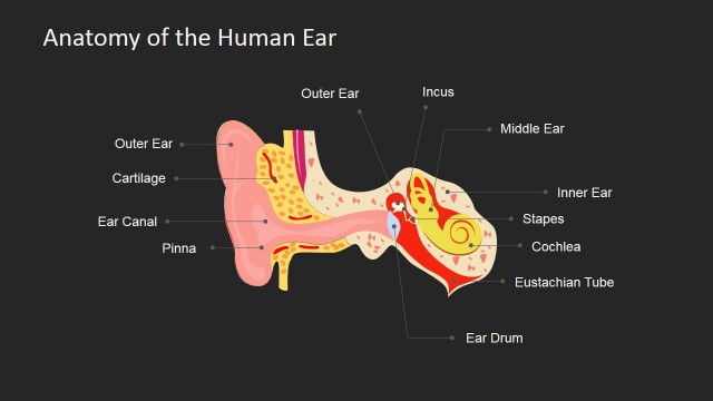 Feeling Dizzy in Relation to the Human Ear