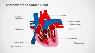 PowerPoint Template for Anatomy of the Heart
