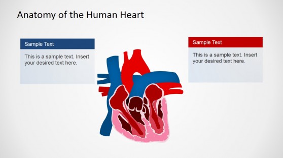 Human Organ PowerPoint Template