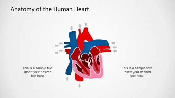 Circulatory System PowerPoint Design