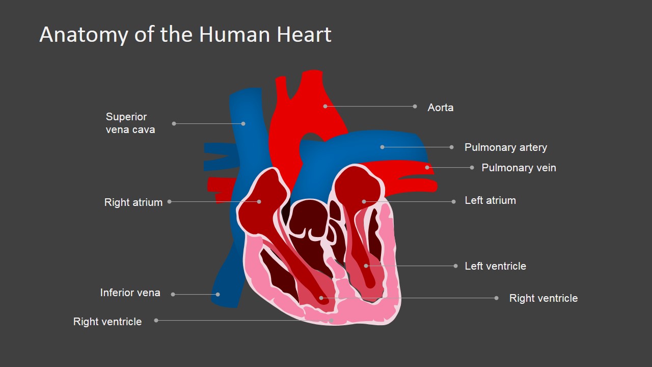 presentation of heart