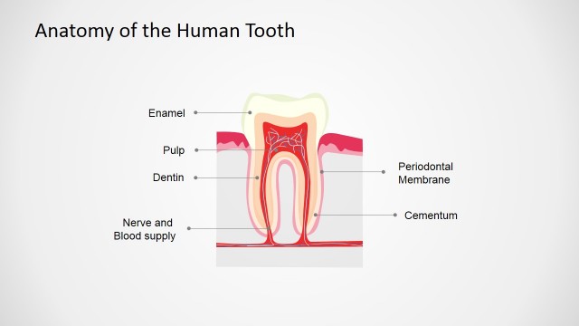Anatomy of the Human Tooth PowerPoint Shapes