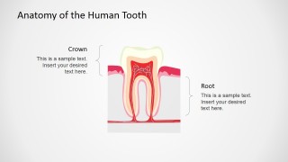 PowerPoint Tooth Shape Vertical Section
