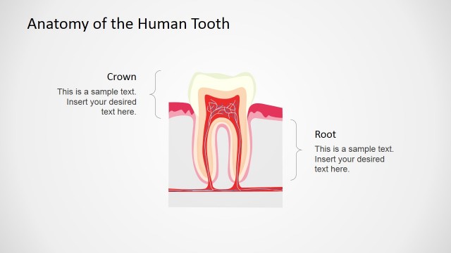 Professional Human Tooth Vertical Section Shape
