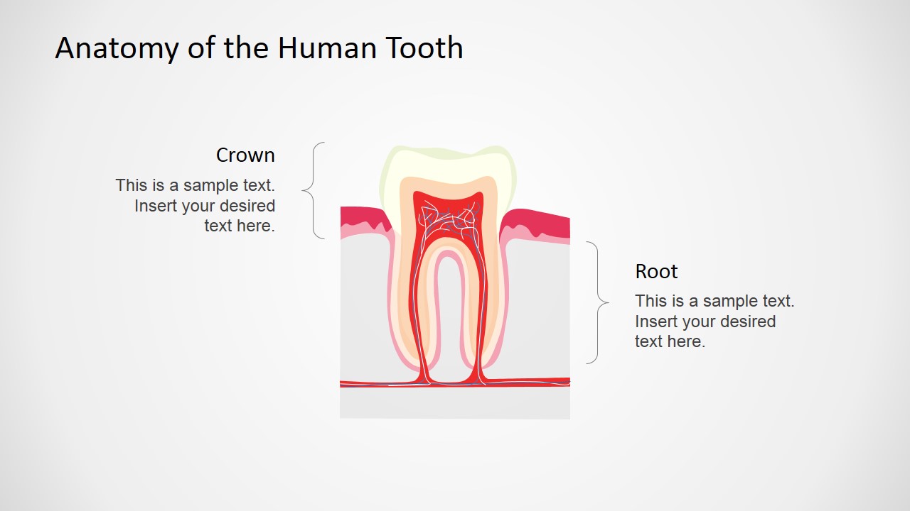 Anatomy Of The Human Tooth PowerPoint Shapes - SlideModel