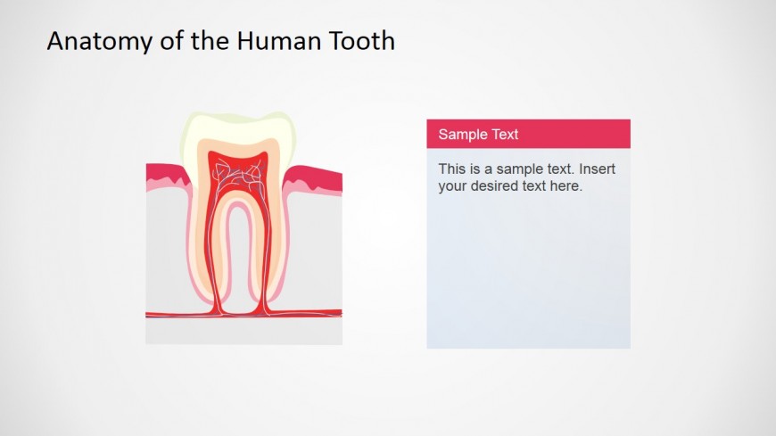 PowerPoint Slide Describing Human Tooth Anatomy