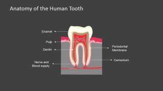 PowerPoint Slide Dark Background Human Tooth Anatomy