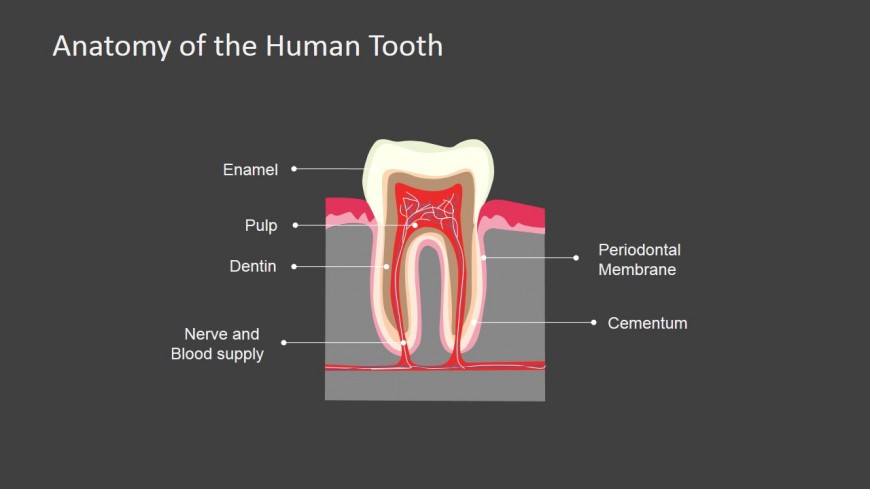 PowerPoint Slide Dark Background Human Tooth Anatomy