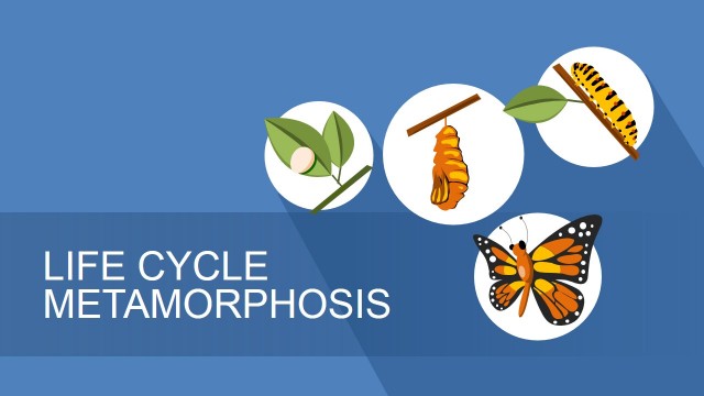 Lifecycle Metamorphosis Diagram for PowerPoint