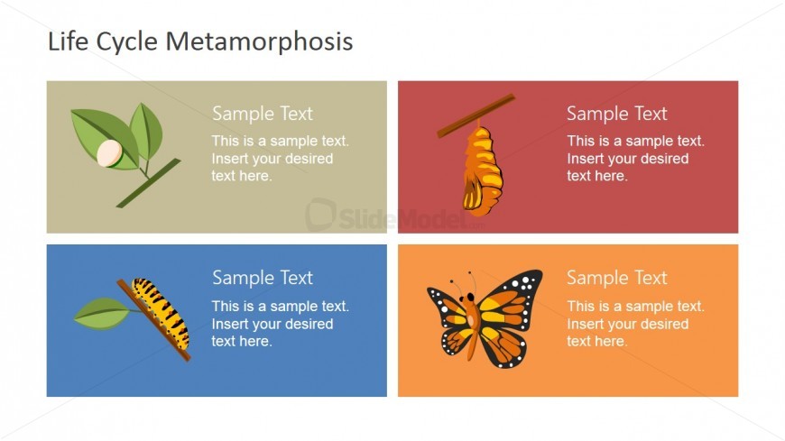 Four Stage Butterfly Metamorphosis Template