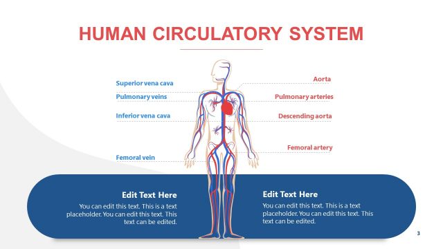 Human Cardiovascular System PowerPoint