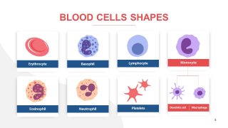 Vector Illustration of Blood Cells 